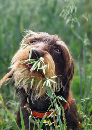 Über 125 Naturheilmittel für den gesunden Hund!