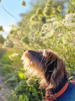 Über 125 Naturheilmittel für den gesunden Hund!