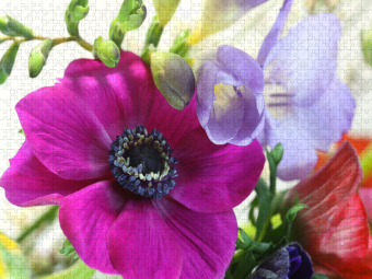 CALVENDO Puzzle Anemonen und Freesie | 1000 Teile Lege-Größe 64x48cm Foto-Puzzle für glückliche Stunden