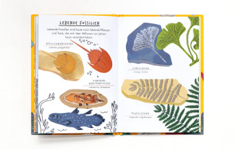 Hallo Fossilien & Muscheln
