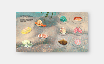 Shells... and what they hide inside