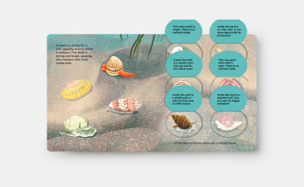 Shells... and what they hide inside