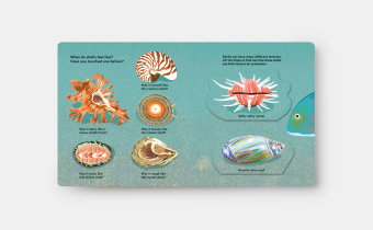 Shells... and what they hide inside