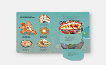 Shells... and what they hide inside
