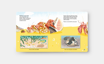 Shells... and what they hide inside