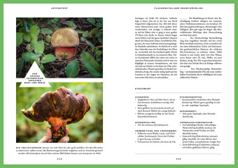 Mushroom Fever