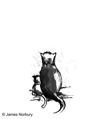 Die Katze, die nach Weisheit sucht