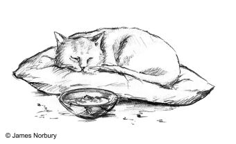 Die Katze, die nach Weisheit sucht