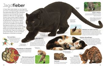 memo Wissen. Katzen