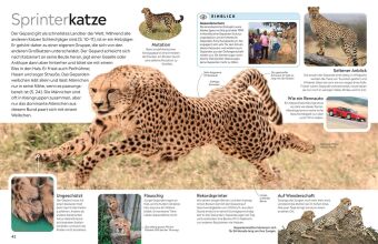 memo Wissen. Katzen