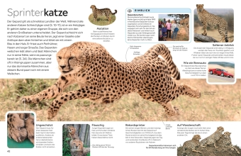 memo Wissen. Katzen