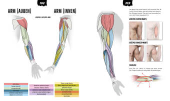 Anatomie zeichnen like a Sir