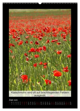 Wissenswertes über den Mohn - Pflanze des Jahres (hochwertiger Premium