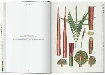 Martius. El libro de las palmeras. 45th Ed.