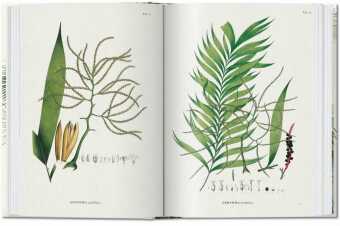 Martius. El libro de las palmeras. 45th Ed.