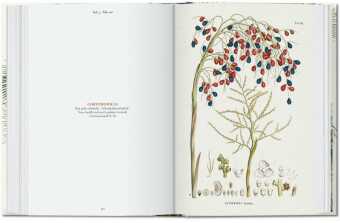 Martius. El libro de las palmeras. 45th Ed.