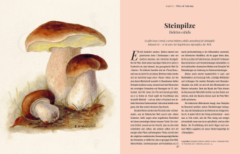 Die Magie der Pilze