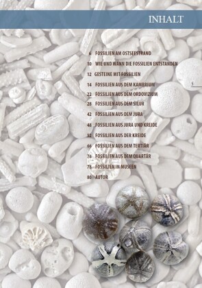 Fossilien am Ostseestrand