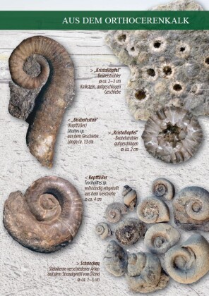 Fossilien am Ostseestrand