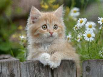 CALVENDO Puzzle Roter Kater im Garten | 1000 Teile Lege-Größe 64x48cm Foto-Puzzle für glückliche Stunden