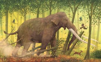 MEGA: The Most Enormous Animals Ever