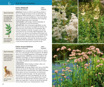 Essbare Wildkräuter und Wildbeeren für unterwegs 