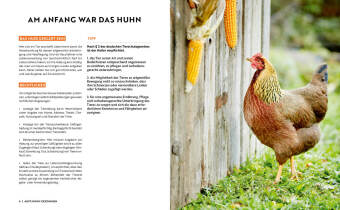 Gartenmomente: Hühner