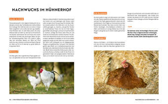 Gartenmomente: Hühner