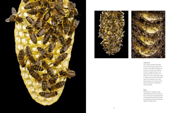 Honigbienen - Geheimnisvolle Waldbewohner