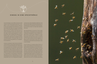 Honigbienen - Geheimnisvolle Waldbewohner