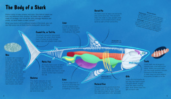 The World of Sharks 