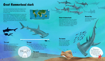 The World of Sharks 