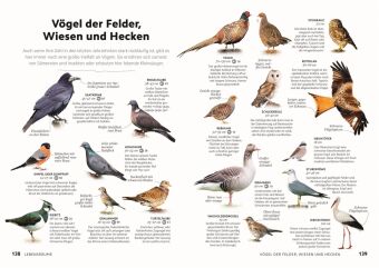 Vögel beobachten und ihre Lebensräume kennenlernen