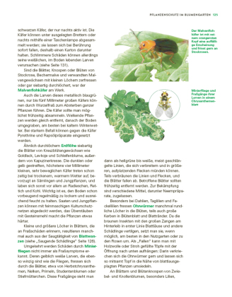 Das große Buch der Stauden und Sommerblumen