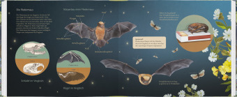 Ich bau dir ein Haus, kleine Fledermaus