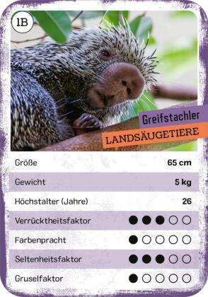 Das verrückte Quartett