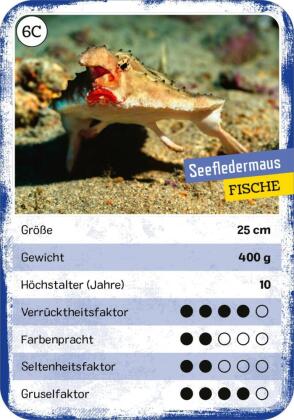 Das verrückte Quartett