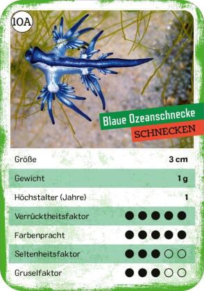 Das verrückte Quartett