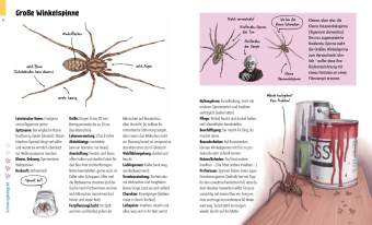Hui, Spinne! Haustierchen halten für Anfänger