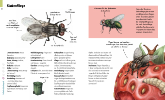 Hui, Spinne! Haustierchen halten für Anfänger
