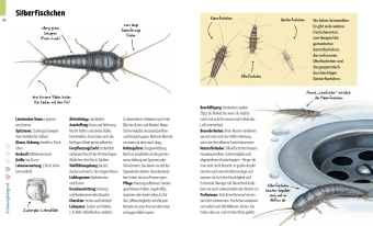 Hui, Spinne! Haustierchen halten für Anfänger