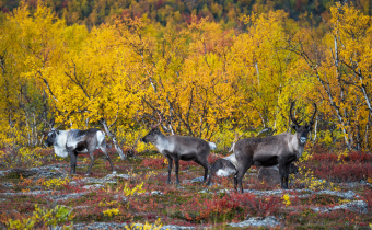 Roadtrips Schweden