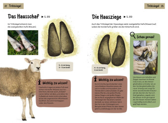 Welche Tierspur ist das? Kindernaturführer
