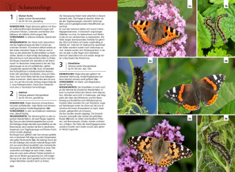 Der KOSMOS Insektenführer