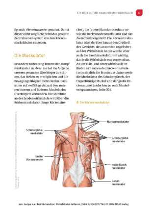 Der Rücken-Doc: Wirbelsäulen-Arthrose