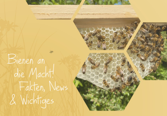 Imkern mit Naturwabenbau