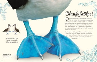 Wundervolle Welt der Vögel