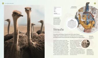 Vögel - Eine Natur- und Kulturgeschichte