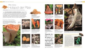 DK Bibliothek. Pflanzen & Pilze