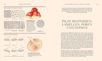 Pilze